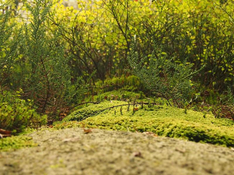 付款方式无法跳过<br>换区必选付款解决